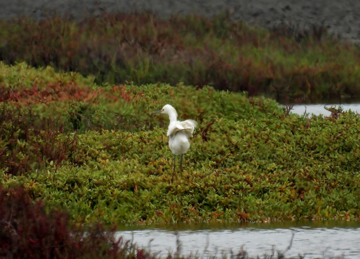 Snowy Egret - Jorge Tiravanti