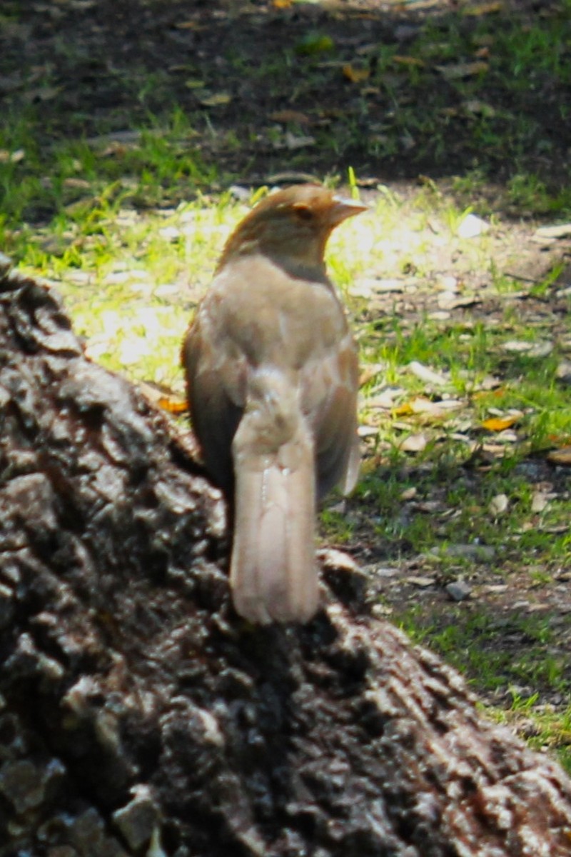 California Towhee - Jane Thomas