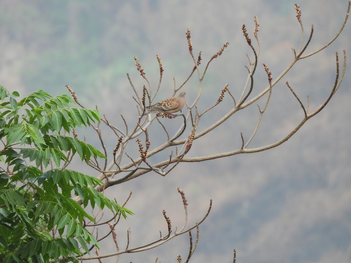 Oriental Turtle-Dove - Vidur Osuri