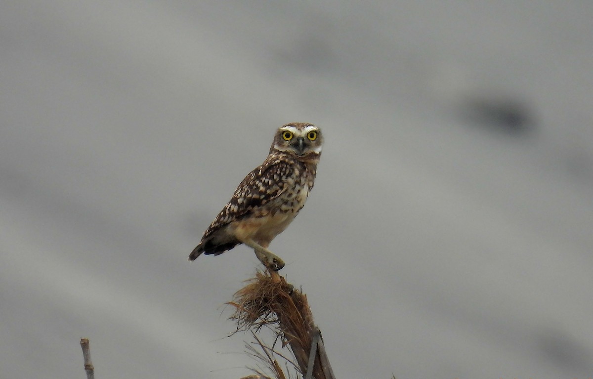 Burrowing Owl - Jorge Tiravanti