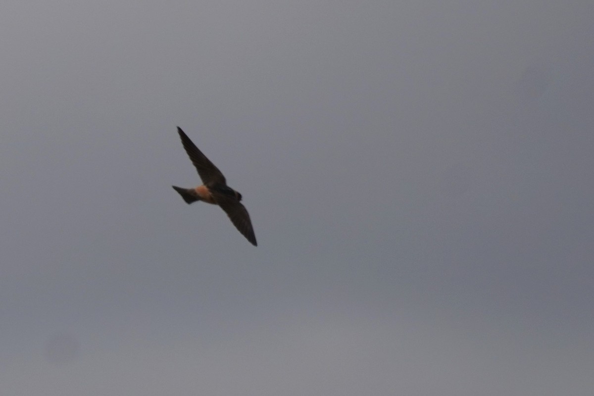 Cliff Swallow - Kristy Dhaliwal