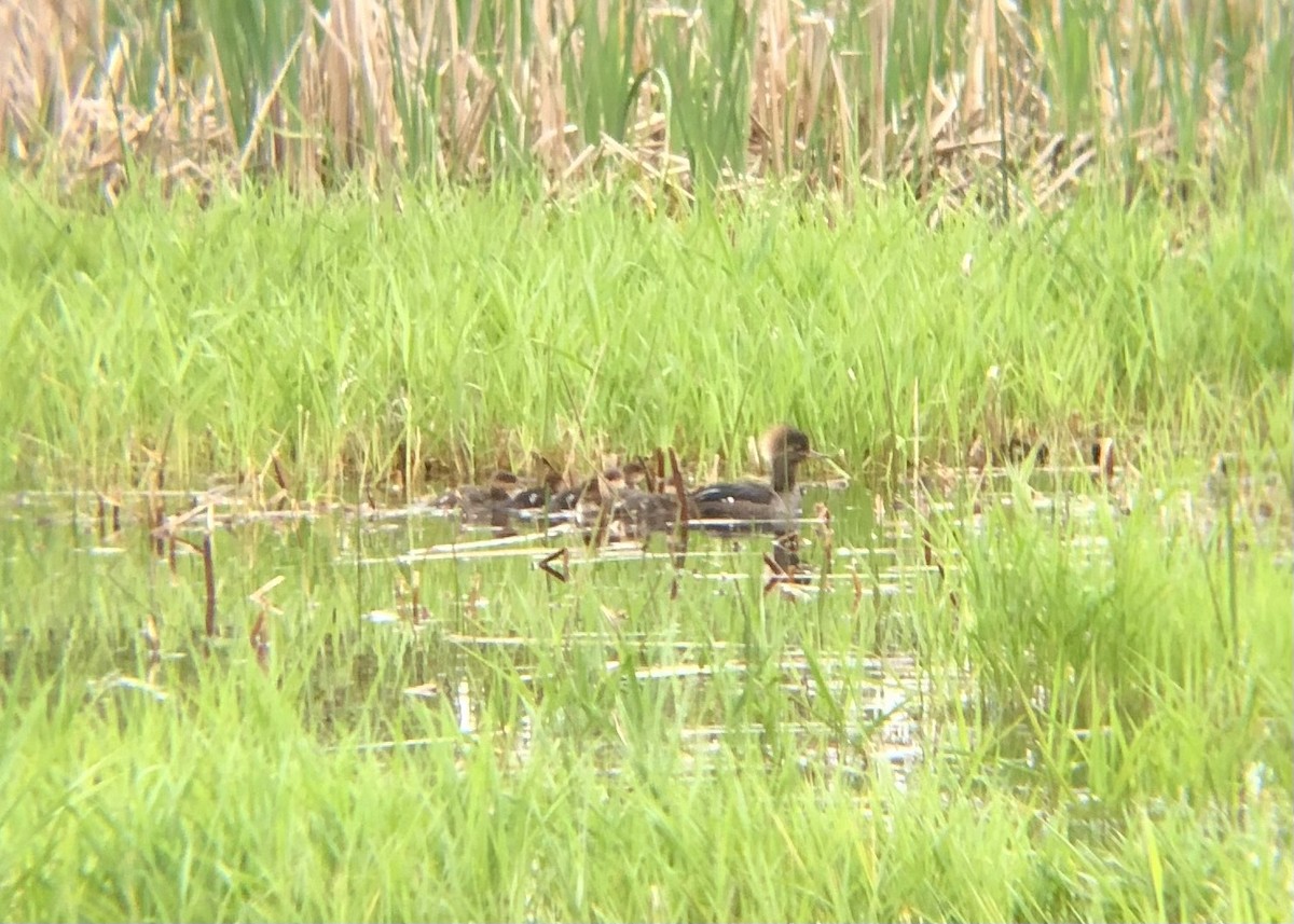 Hooded Merganser - ML618865436