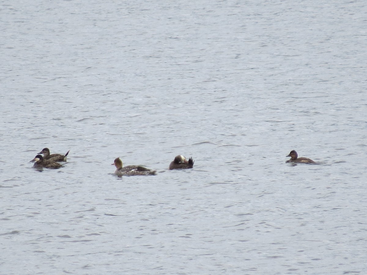 Ruddy Duck - ML618865439