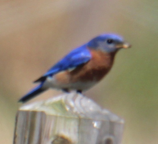 Eastern Bluebird - Samuel Harris