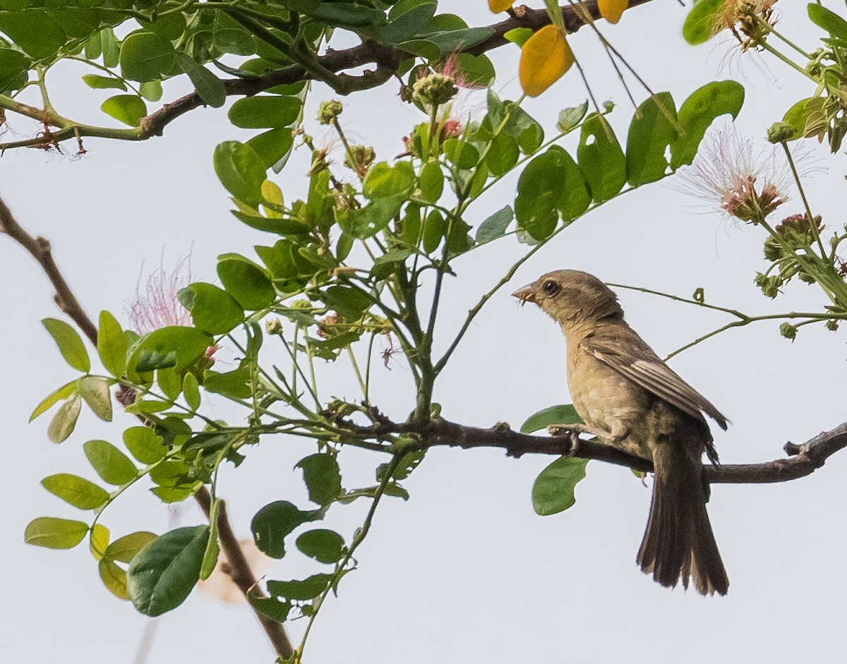 Plain-backed Sparrow - John le Rond