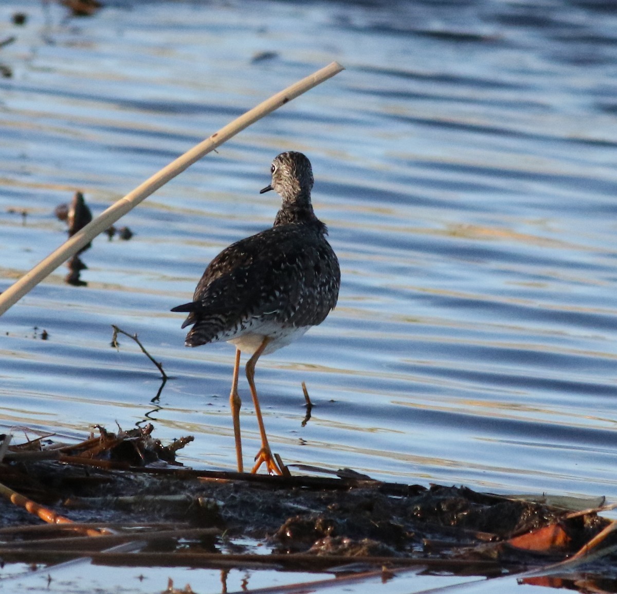 Lesser Yellowlegs - Lorraine Lanning