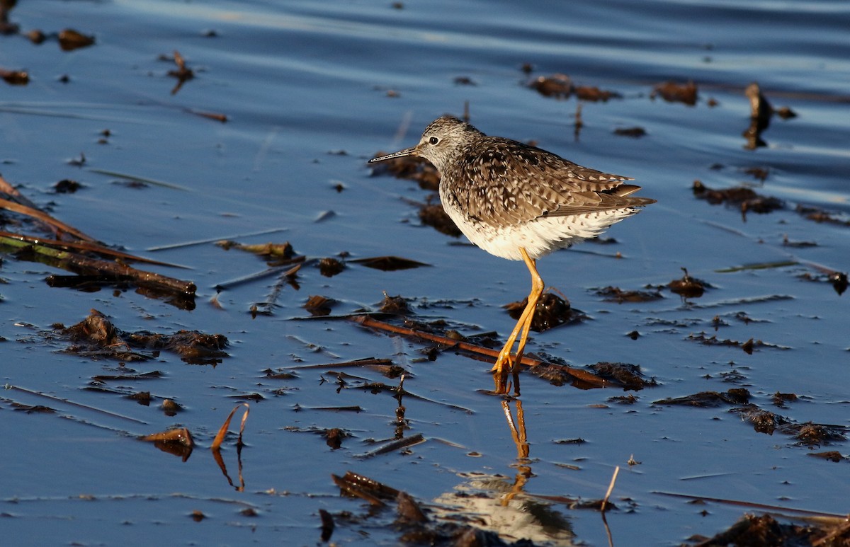 Lesser Yellowlegs - Lorraine Lanning