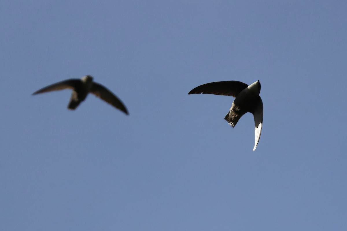 Chimney Swift - RIIO LU