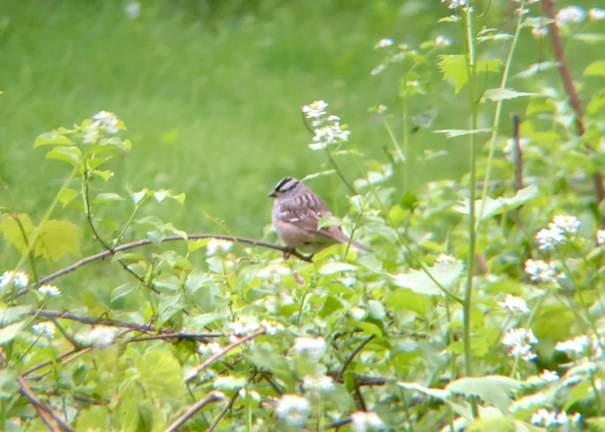 White-crowned Sparrow - Jack Wilcox