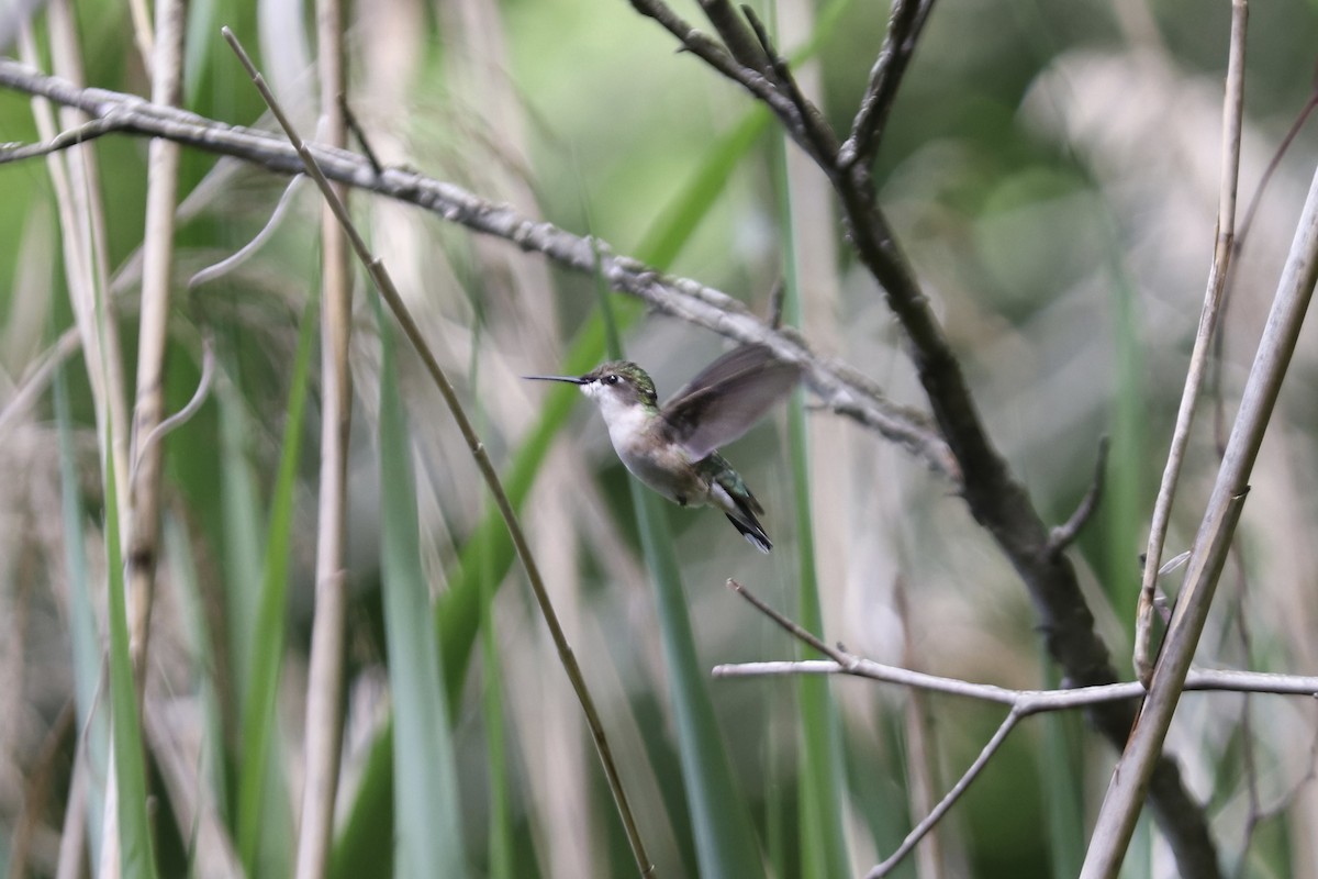 Ruby-throated Hummingbird - RIIO LU