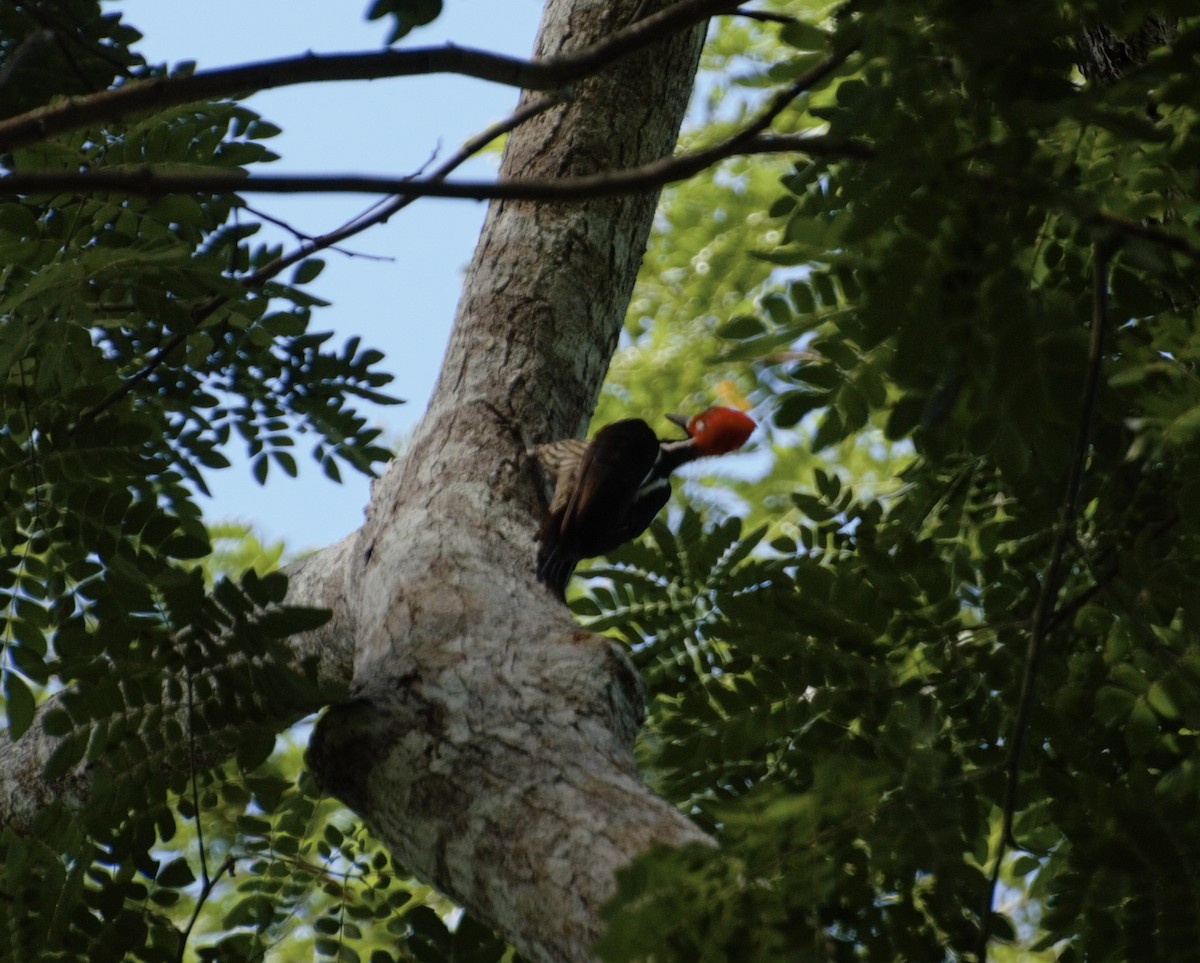 Crimson-crested Woodpecker - ML618865471
