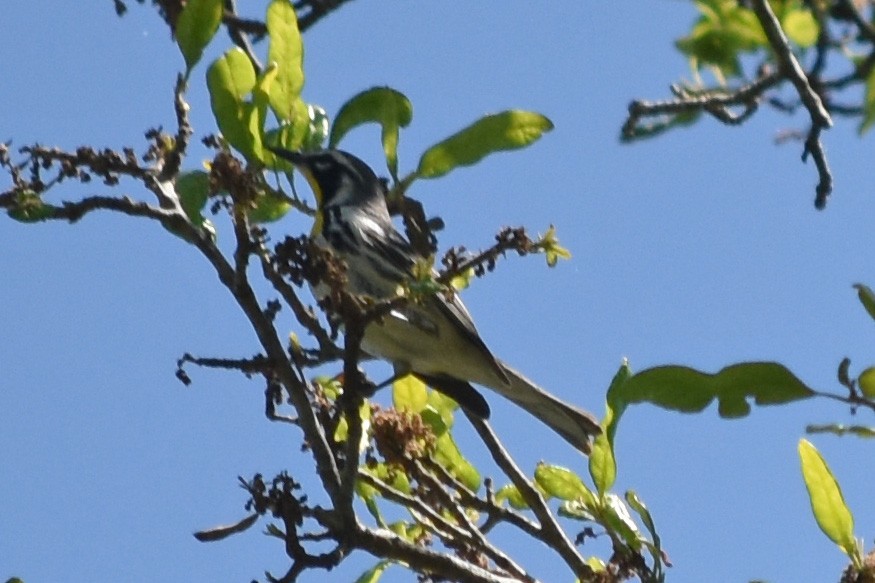 Yellow-throated Warbler - ML618865473