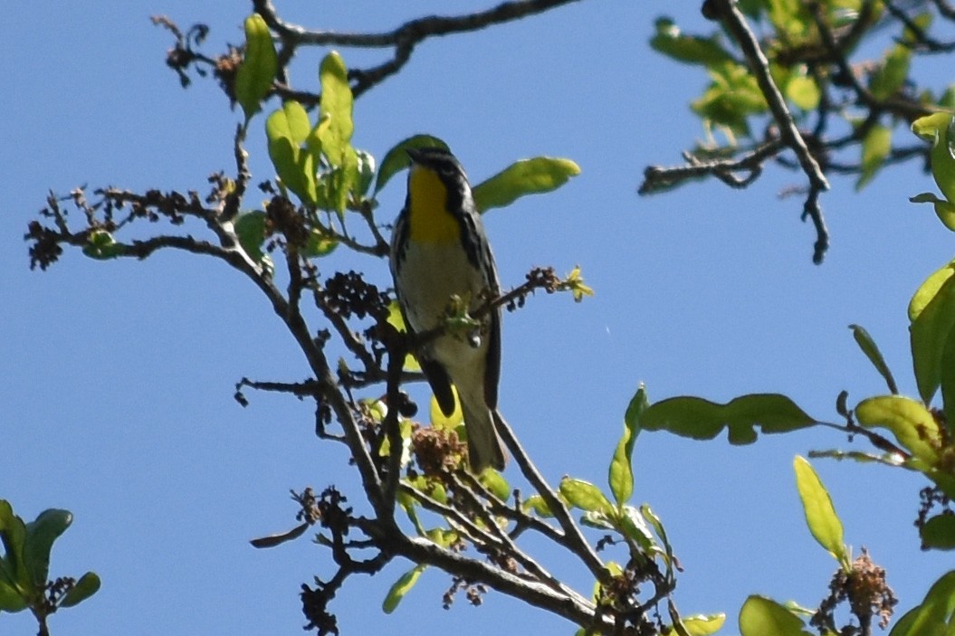 Yellow-throated Warbler - ML618865474