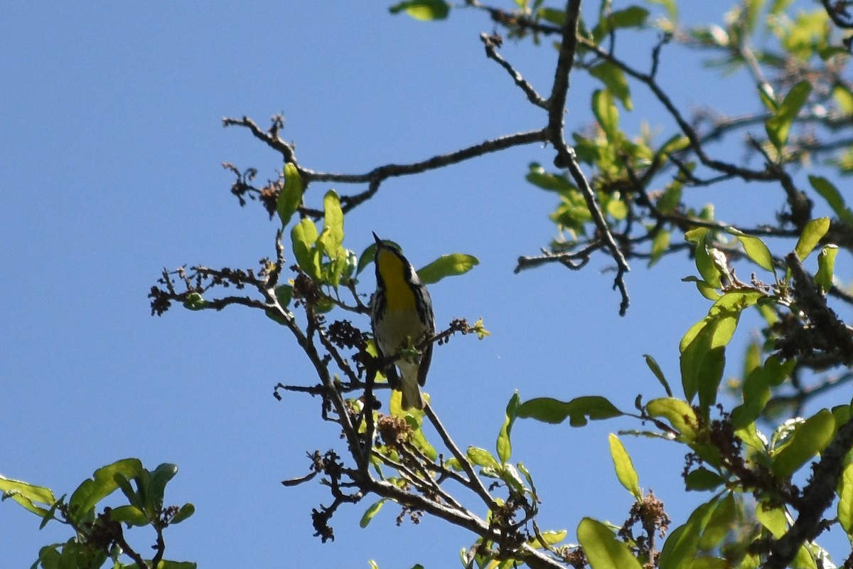 Yellow-throated Warbler - ML618865475