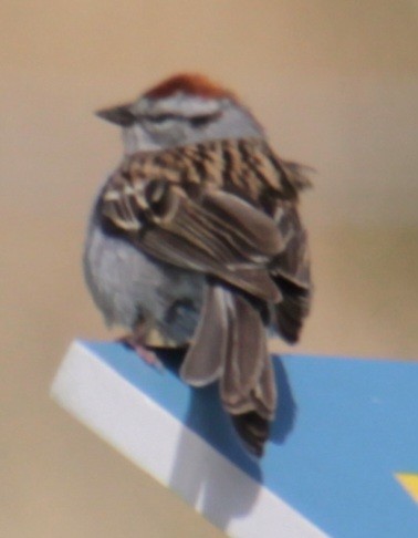 Chipping Sparrow - Samuel Harris