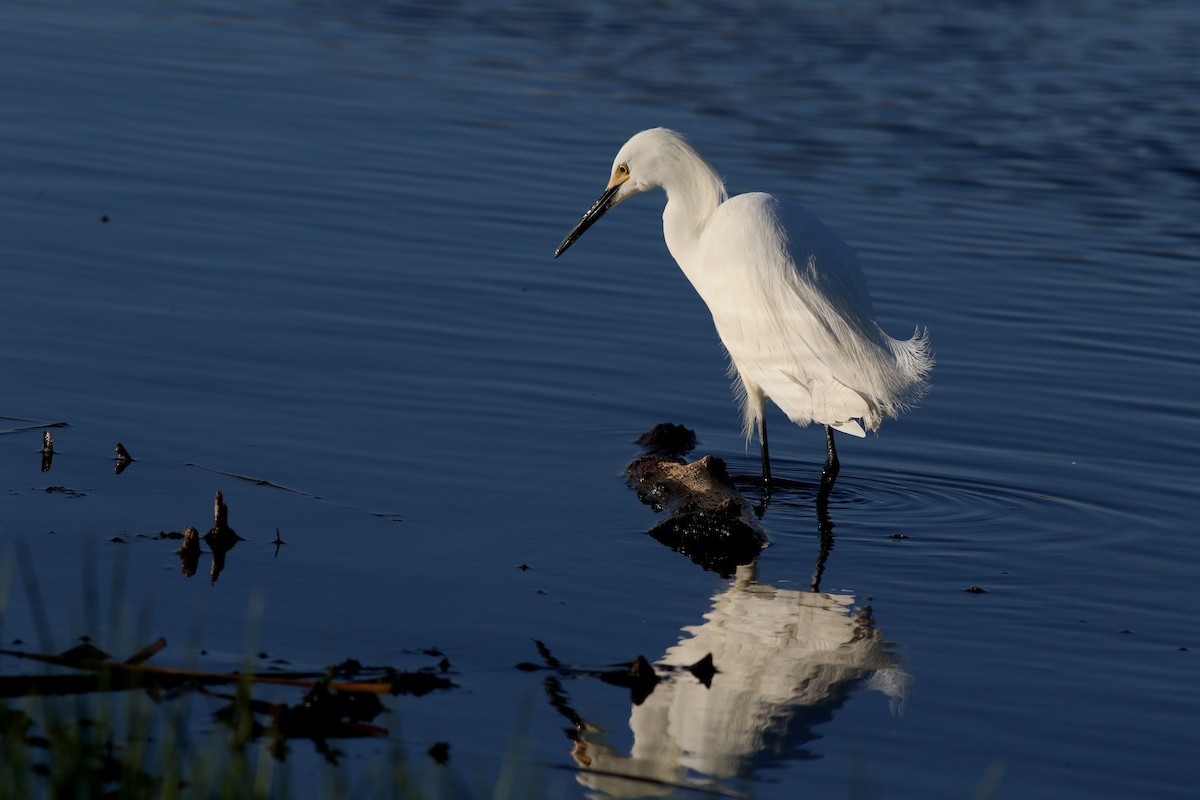 Snowy Egret - Lorraine Lanning