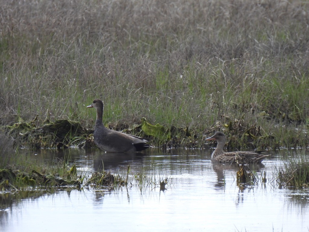 Gadwall - Justin Barrett