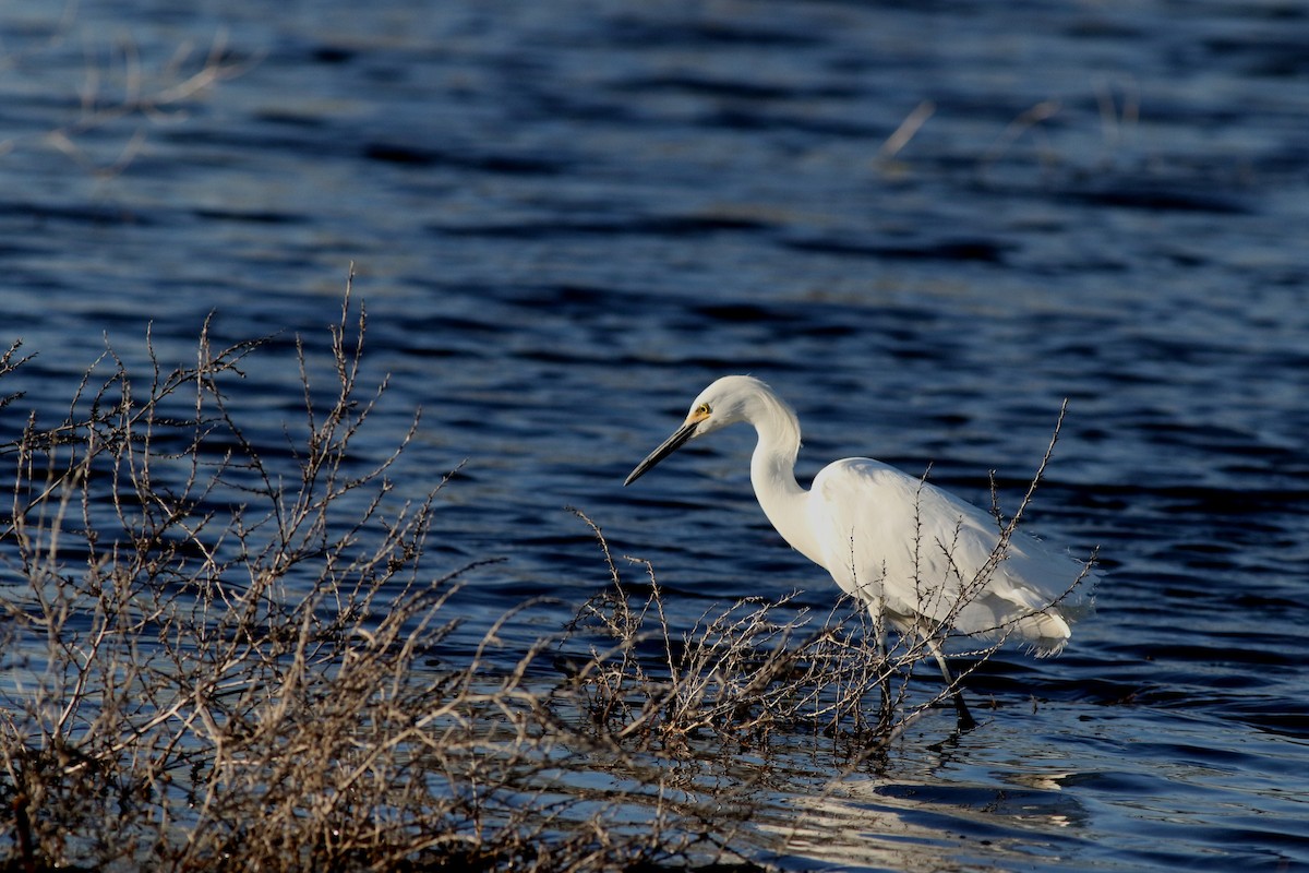 Snowy Egret - Lorraine Lanning