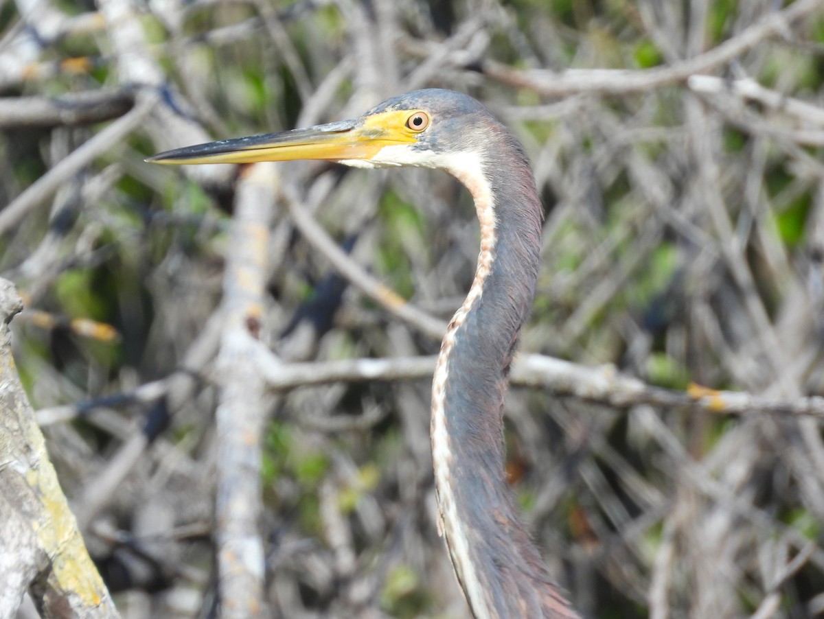 Tricolored Heron - Michael W. Sack