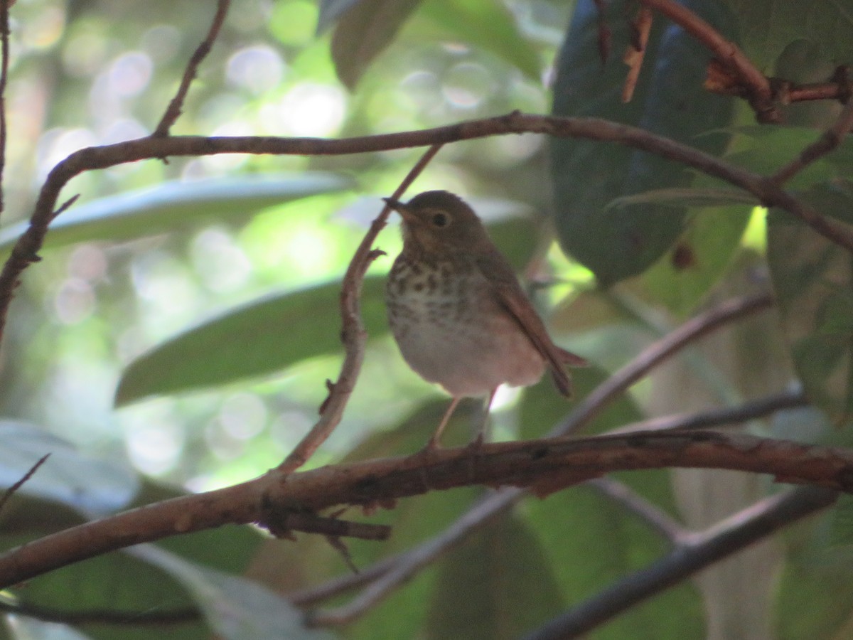 Swainson's Thrush - Joel Jacobson