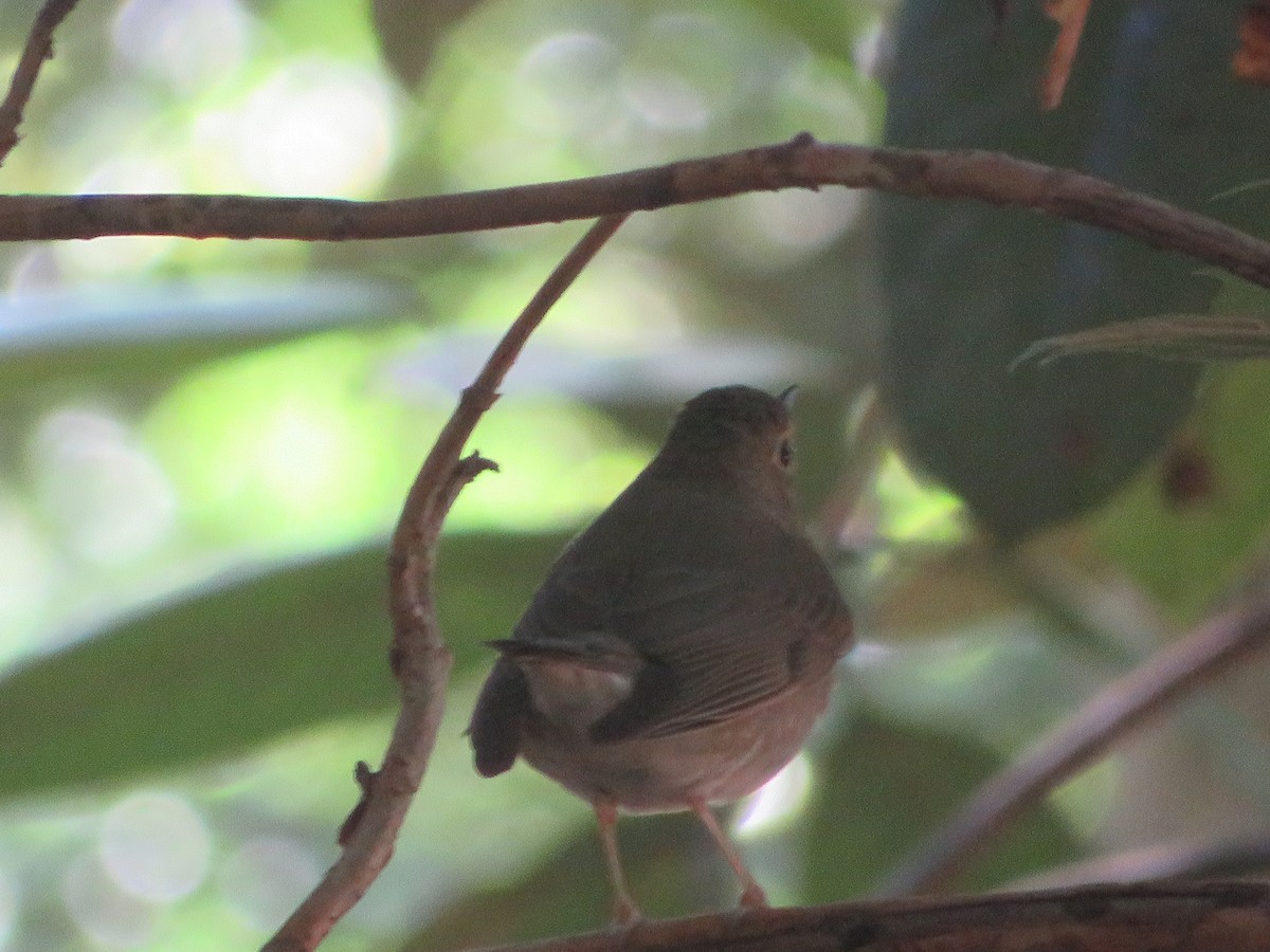 Swainson's Thrush - Joel Jacobson