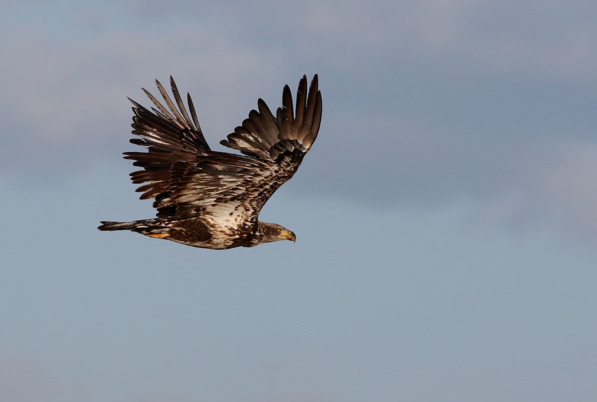 Bald Eagle - Lorraine Lanning