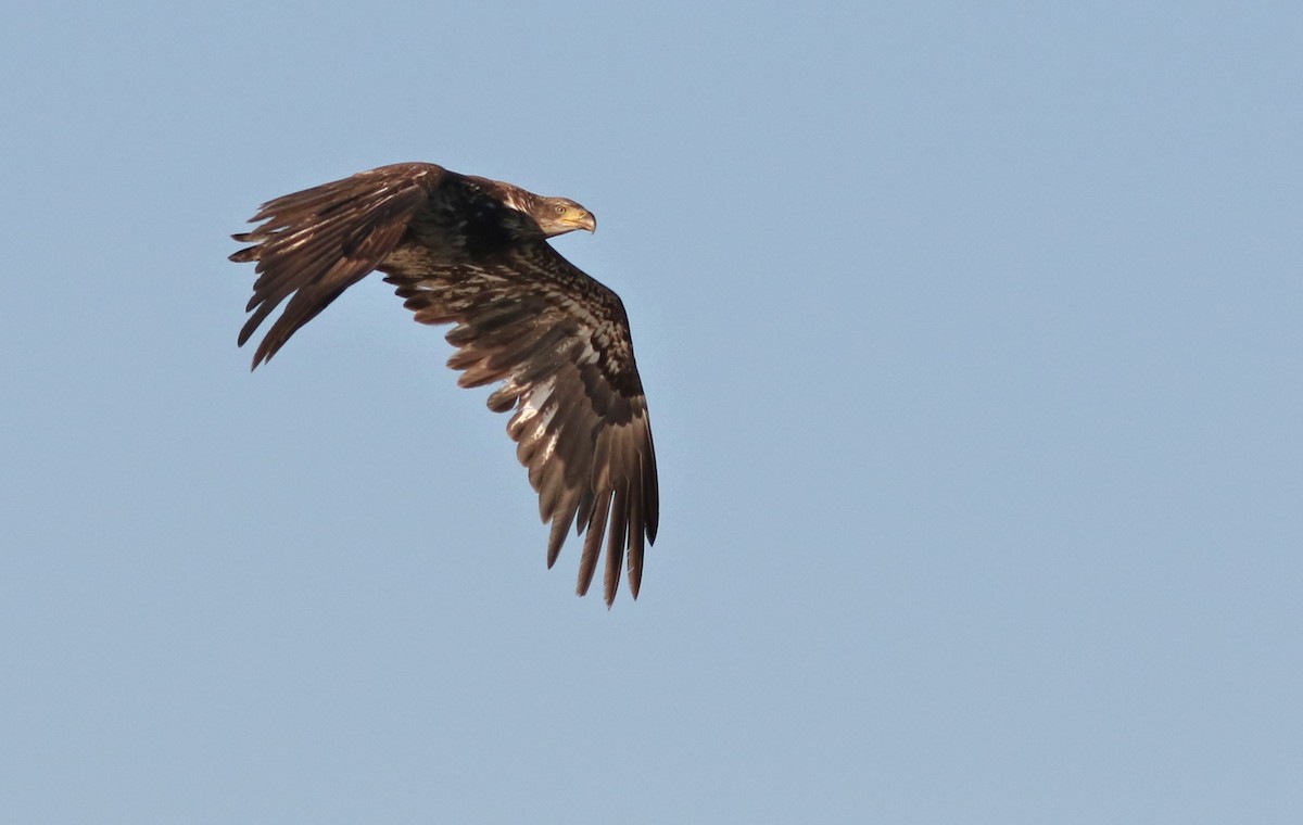 Bald Eagle - Lorraine Lanning