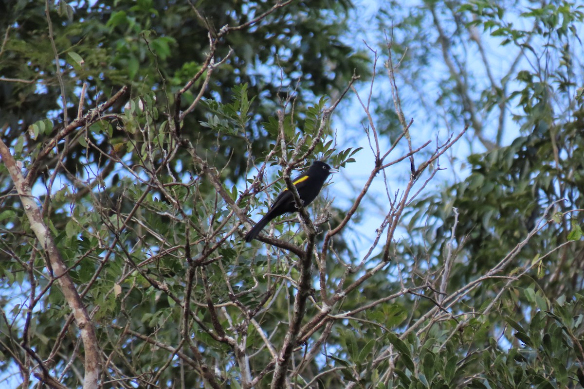 Golden-winged Cacique - Lidiorlan Bortolaz