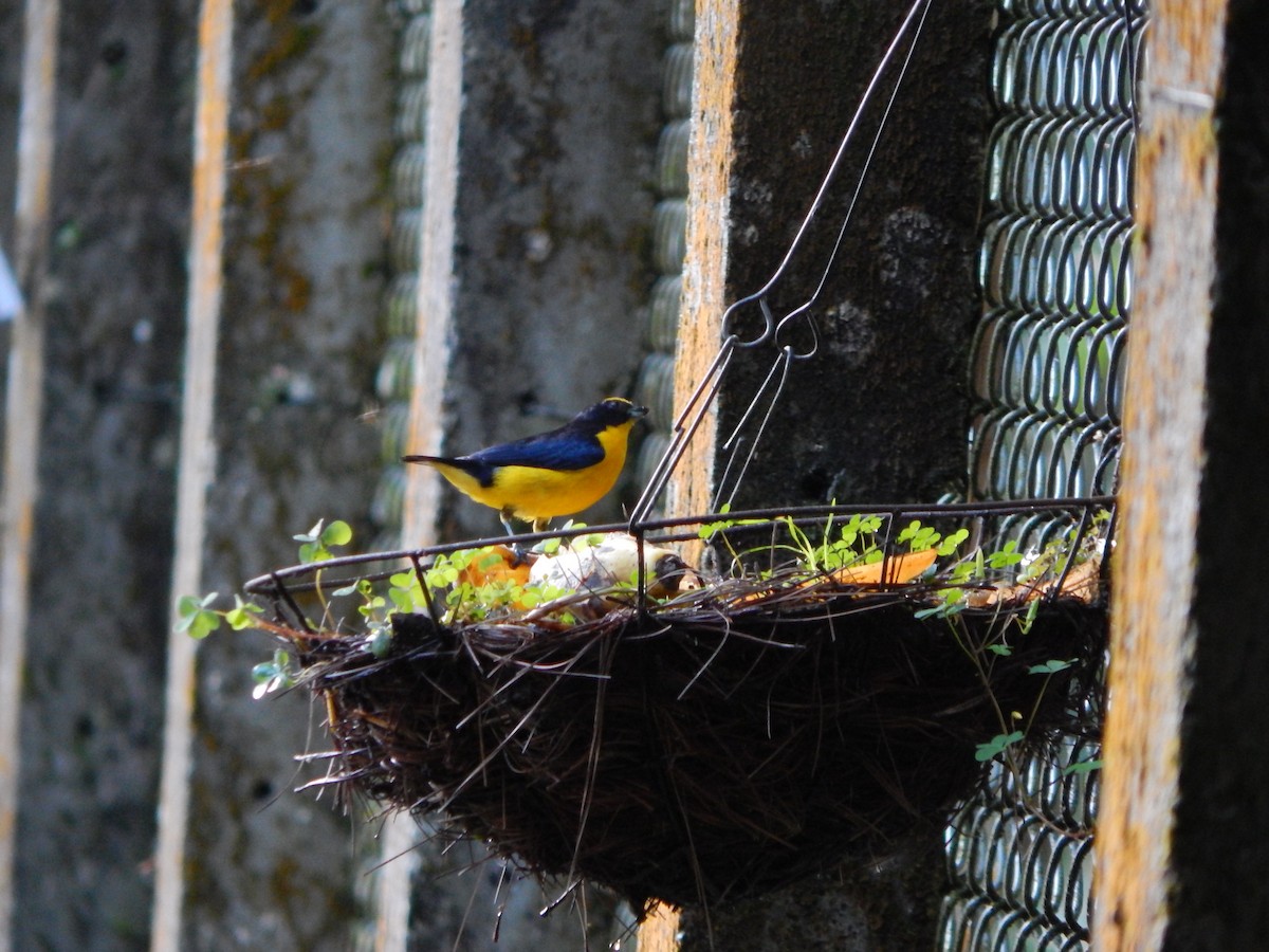 Thick-billed Euphonia - ML618865537