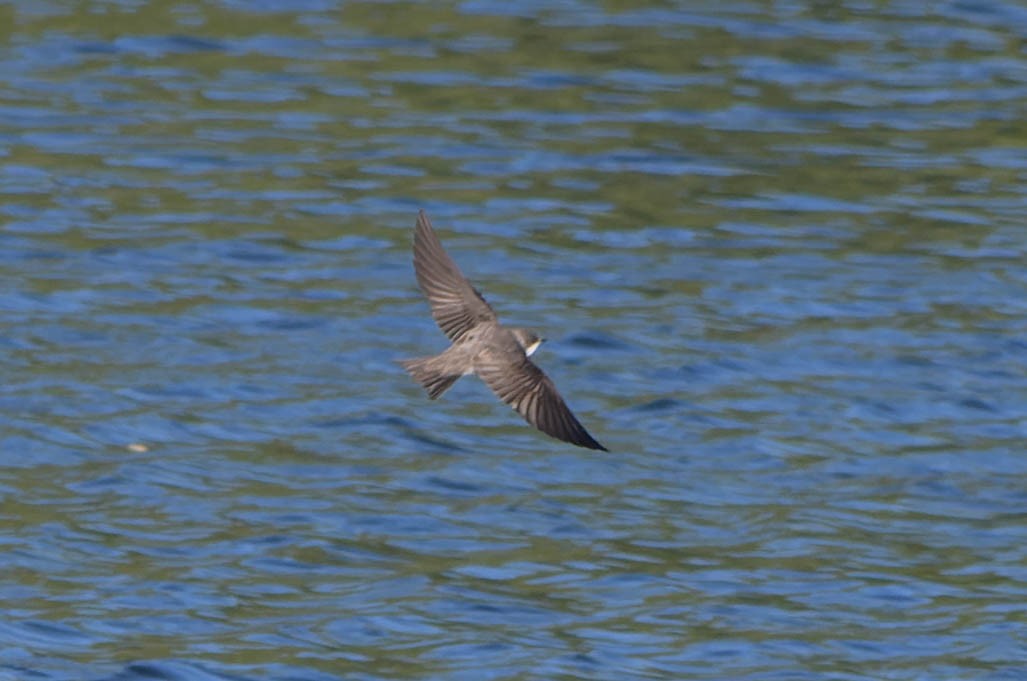 Bank Swallow - Gregg McClain