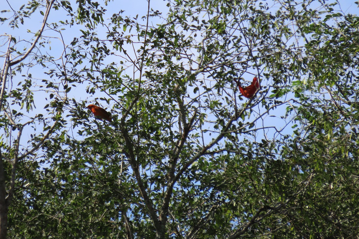 Hepatic Tanager (Lowland) - Lidiorlan Bortolaz