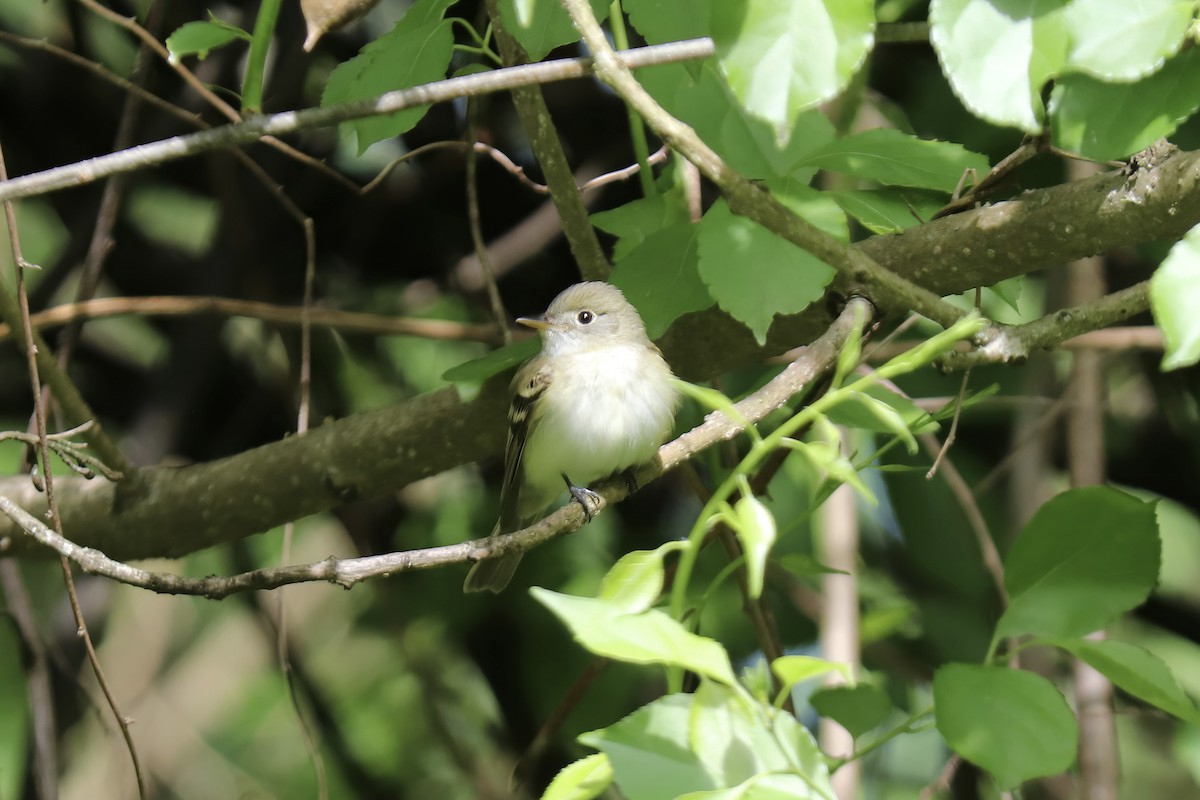 Acadian Flycatcher - RIIO LU