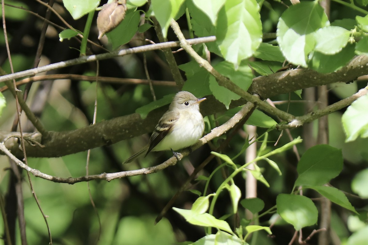 Acadian Flycatcher - RIIO LU