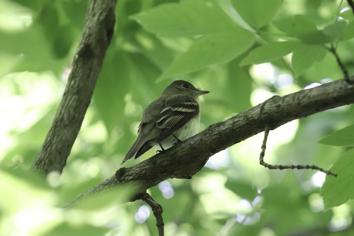 Acadian Flycatcher - RIIO LU