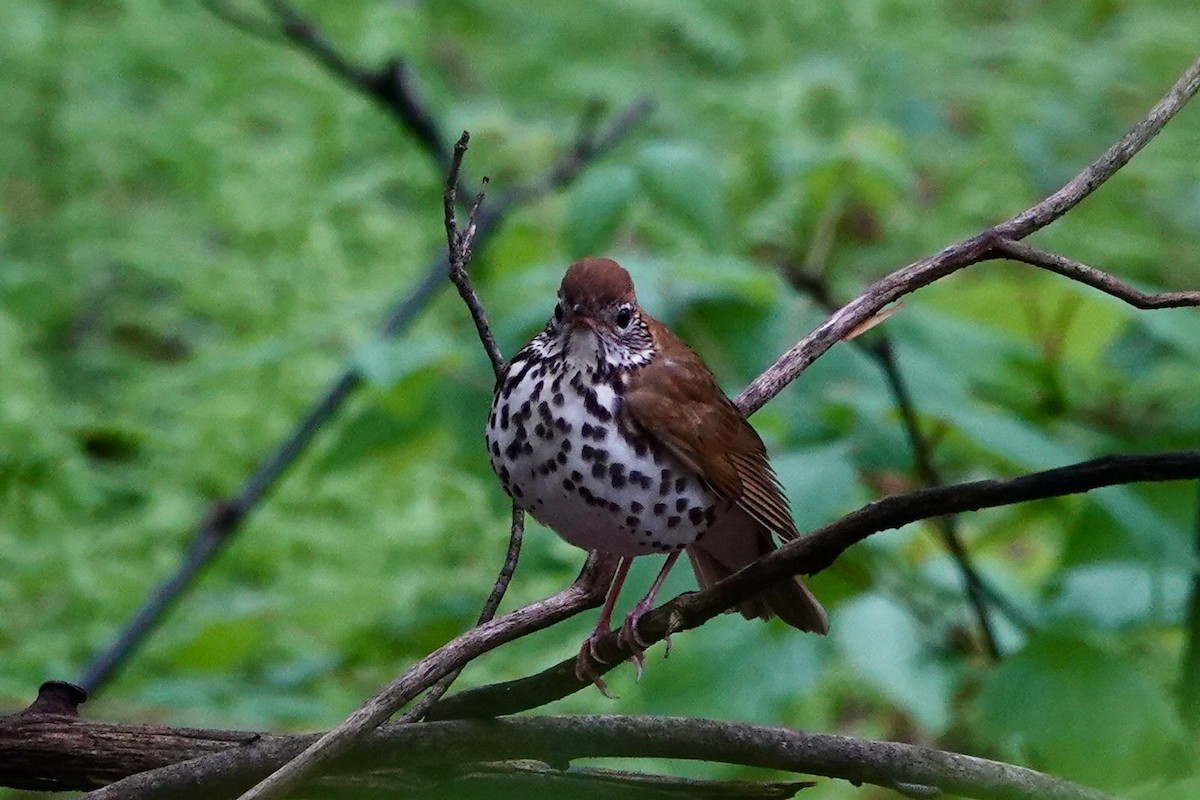 Wood Thrush - Kris Starke