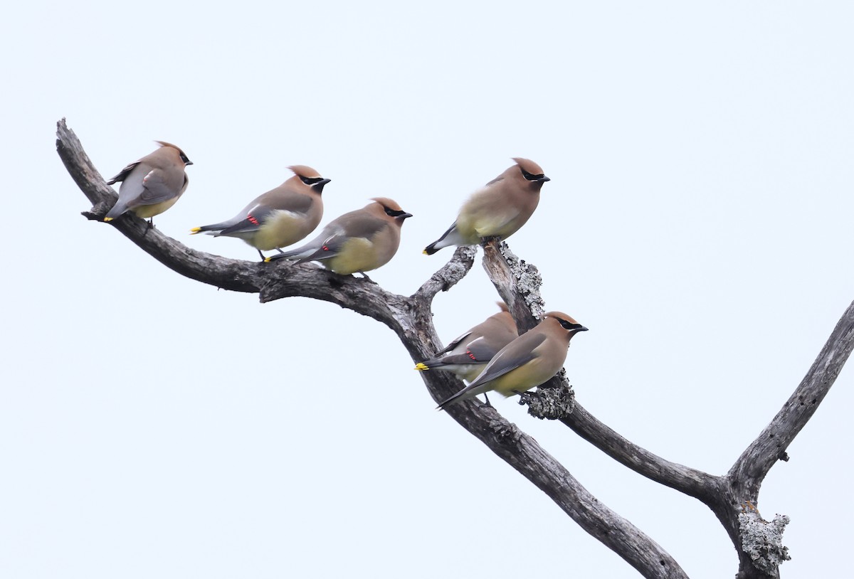 Cedar Waxwing - Fernanda Araujo