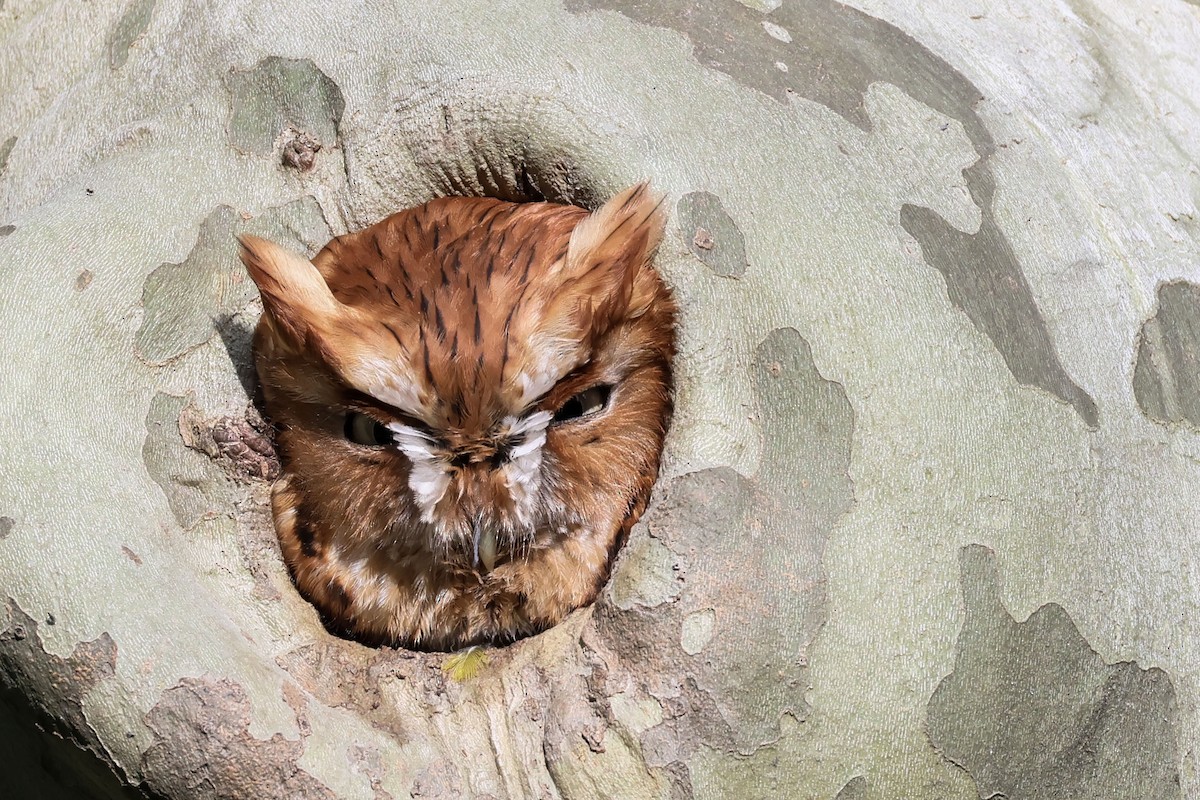 Eastern Screech-Owl - ML618865618