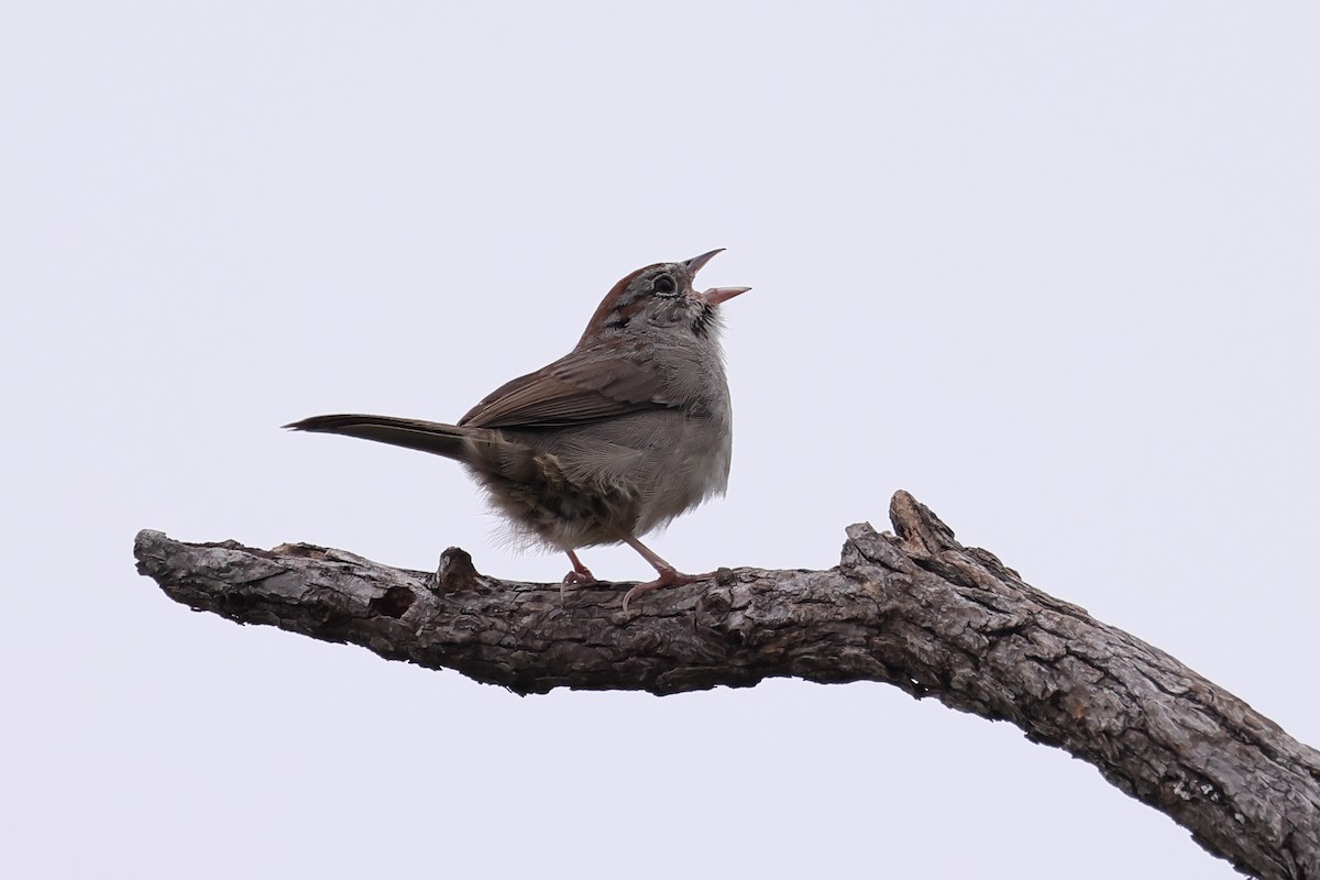 Rufous-crowned Sparrow - ML618865620