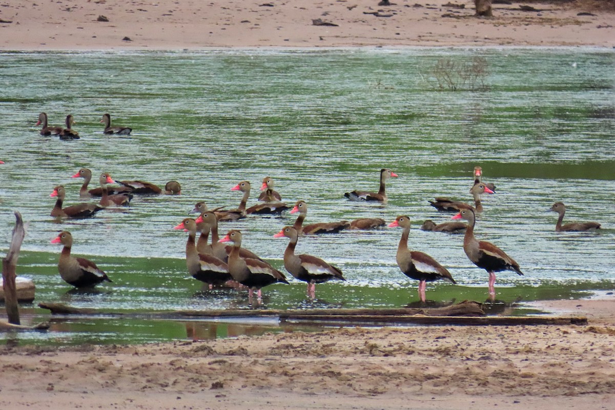 Black-bellied Whistling-Duck - Patty González CON