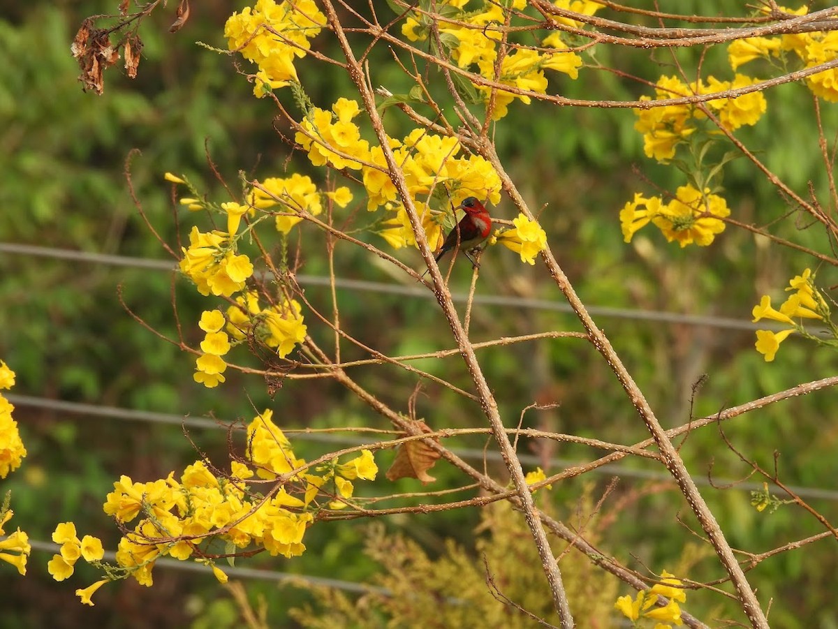 Crimson Sunbird - Vidur Osuri