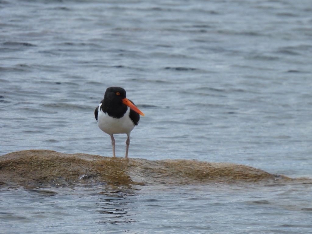 American Oystercatcher - Justin Barrett