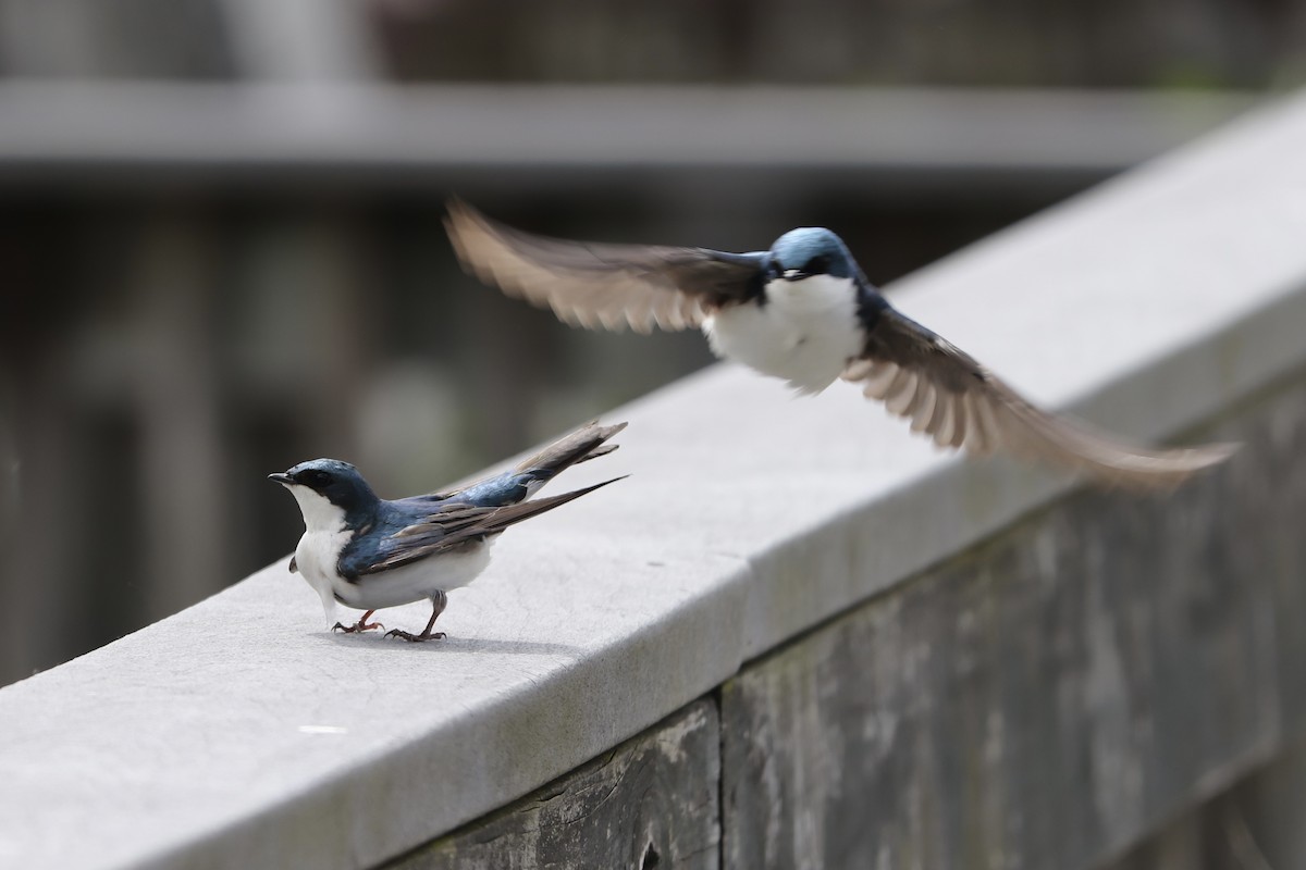 Tree Swallow - RIIO LU