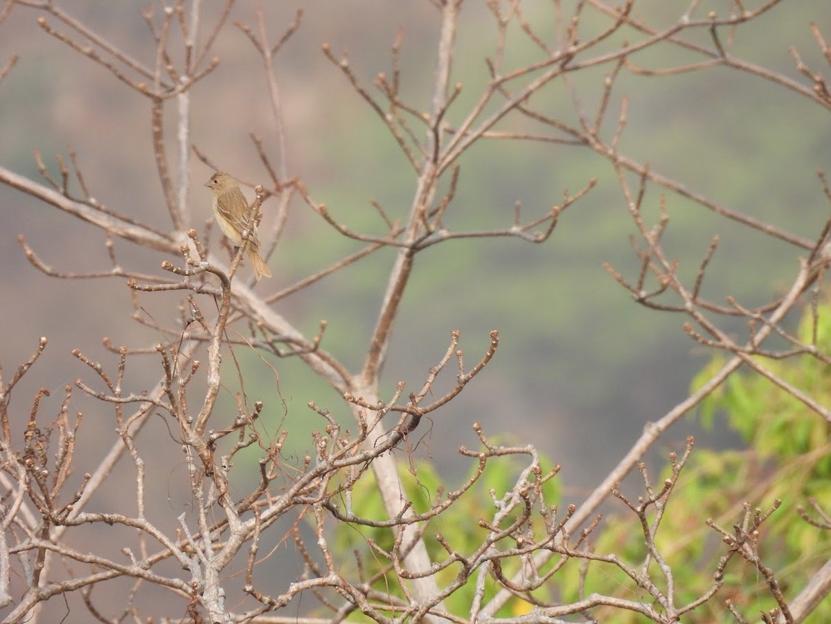 Common Rosefinch - Vidur Osuri
