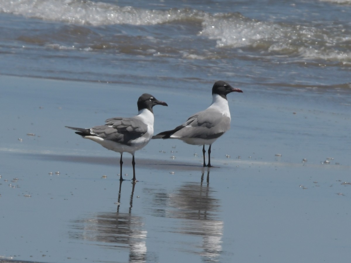 Laughing Gull - David Drews