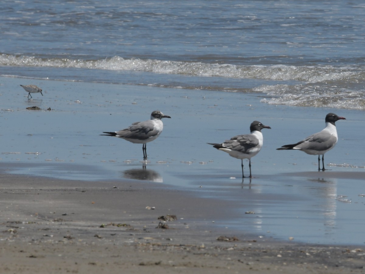 Laughing Gull - David Drews