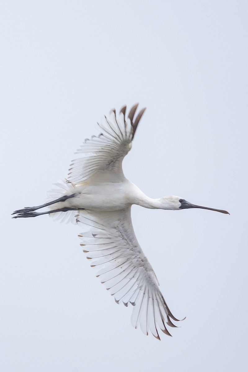 Black-faced Spoonbill - ML618865682