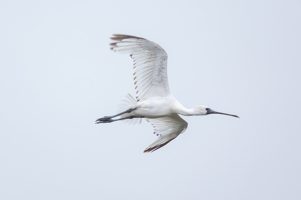 Black-faced Spoonbill - ML618865683