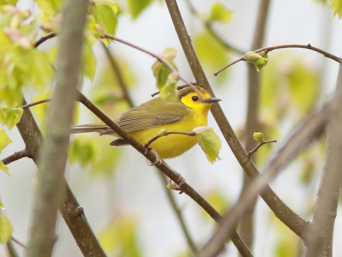 Hooded Warbler - David Beadle