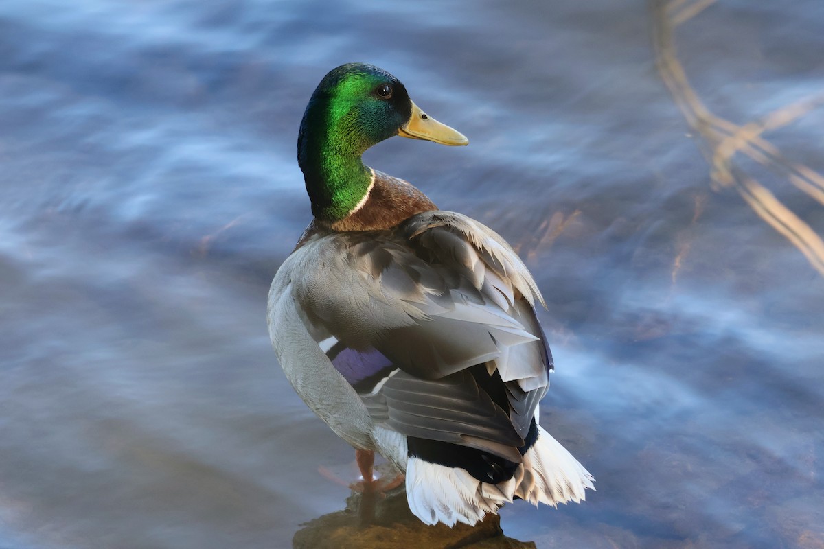 Mallard - Mathias Bitter