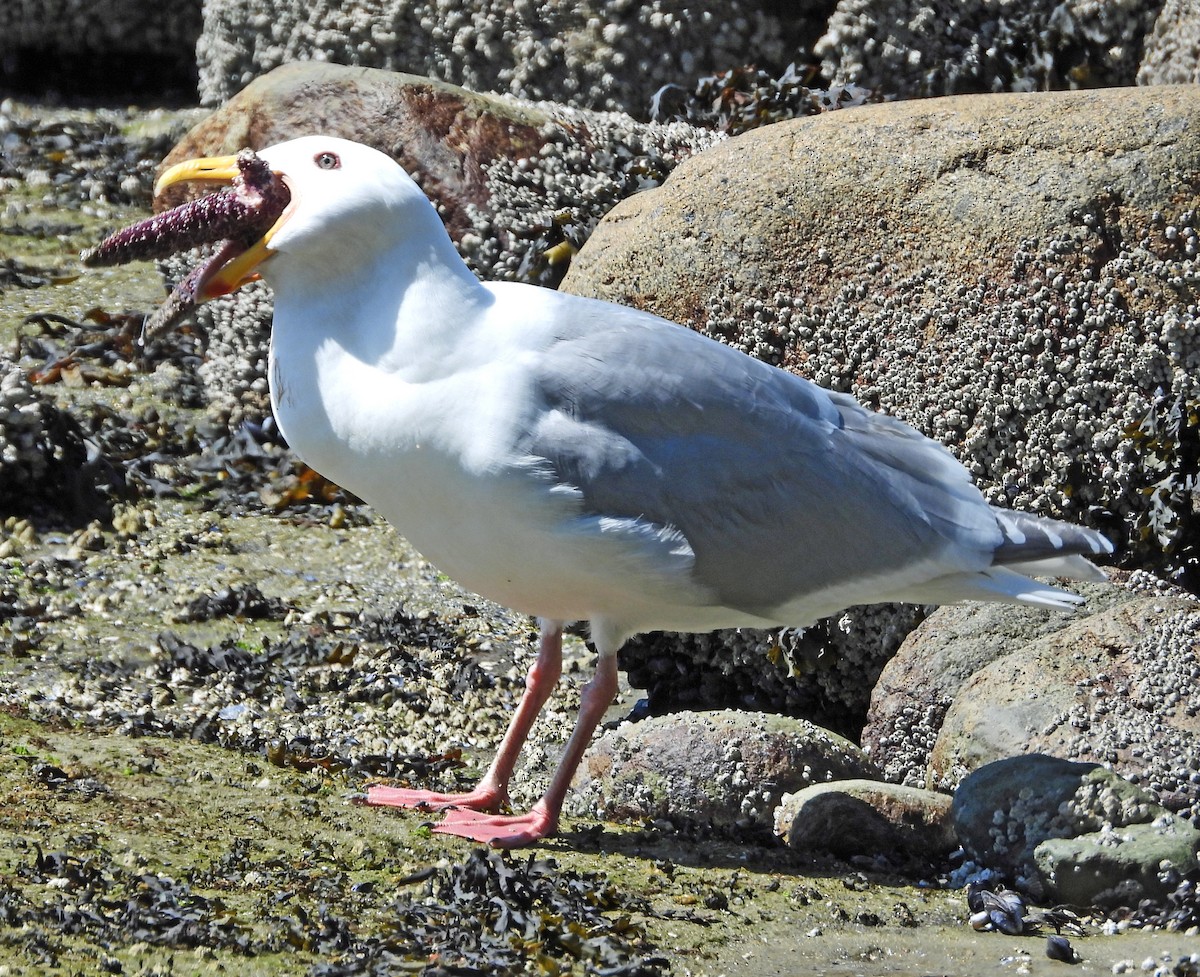 Western x Glaucous-winged Gull (hybrid) - Jock McCracken